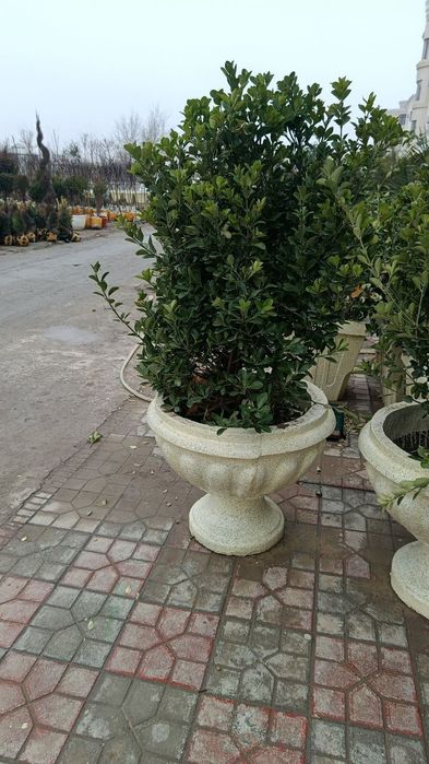 Бетон гул тувакларимиз. Сотувда. Сиз истаган. Реклама езиб берамиз