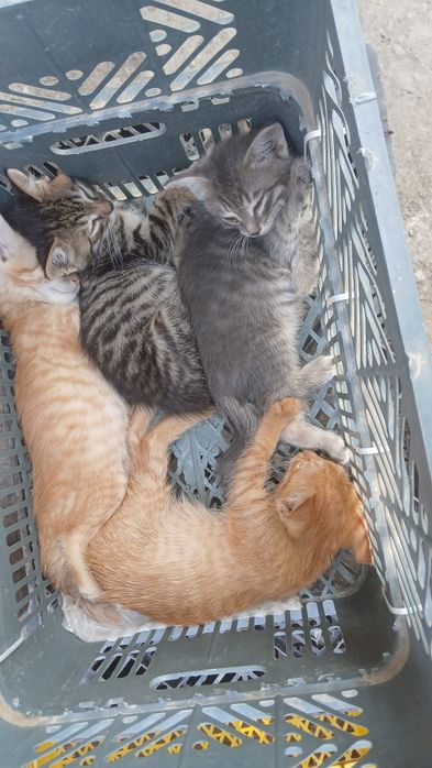 Котята крысоловы