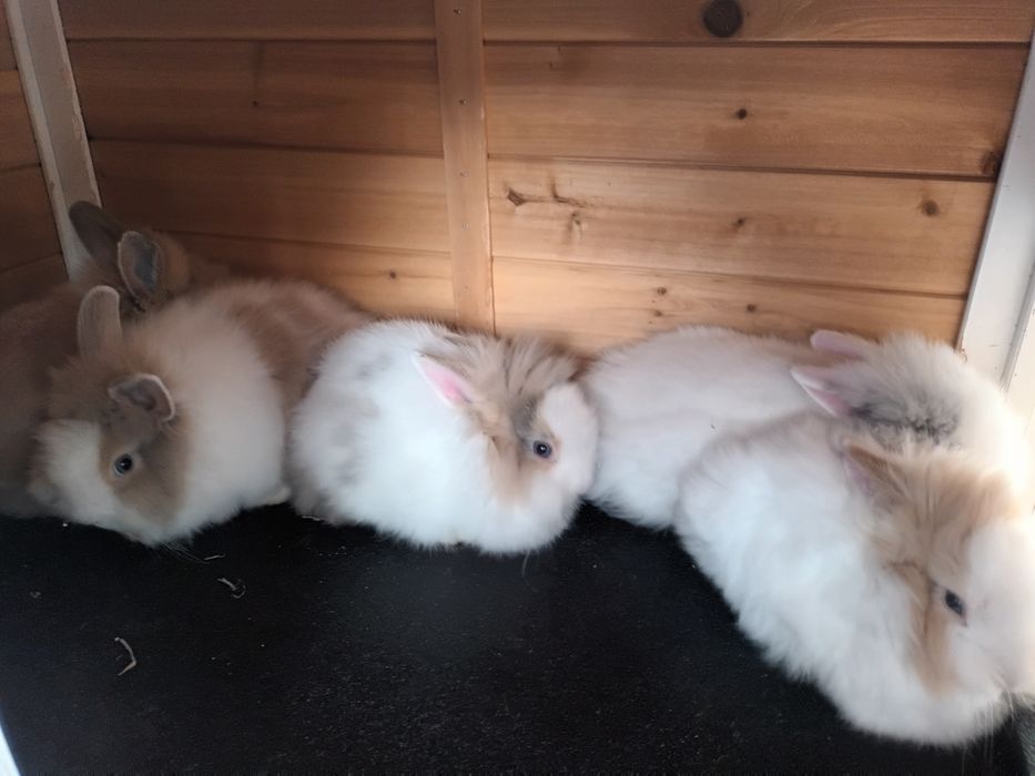 Iepuri cap de leu si cusca