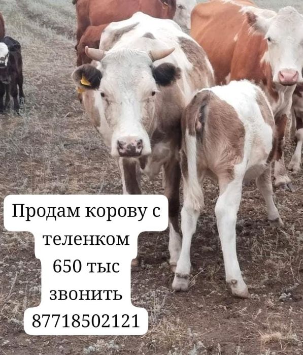 Продам корову с теленком