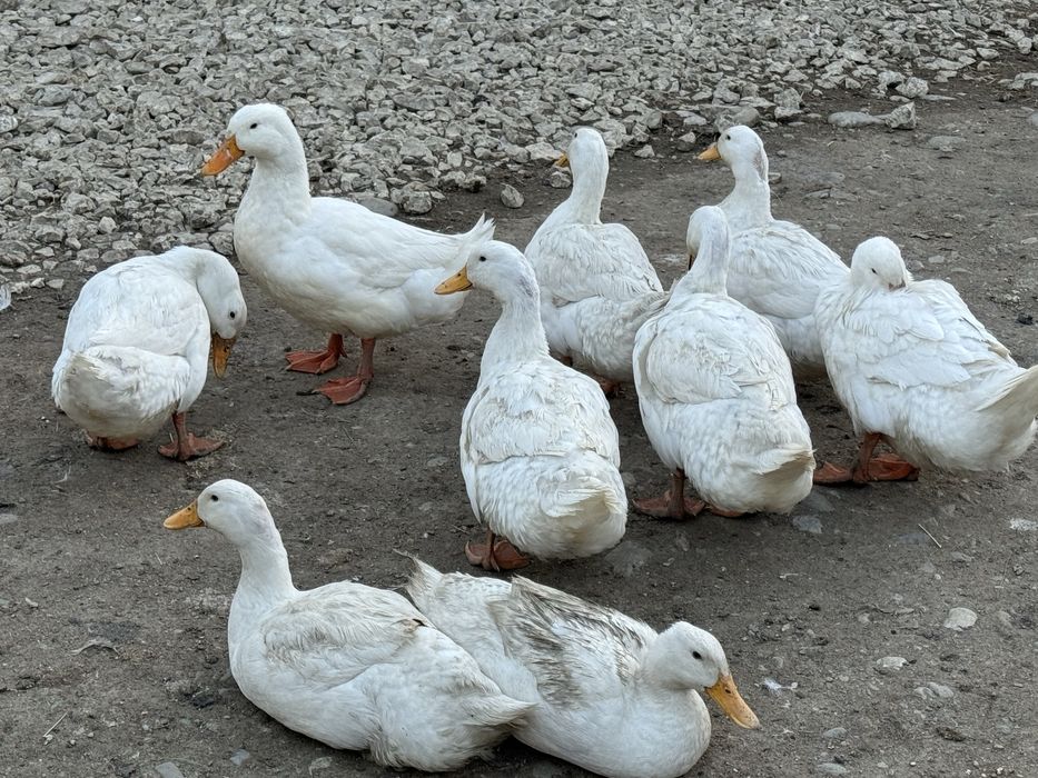 Rațe Pekin mature