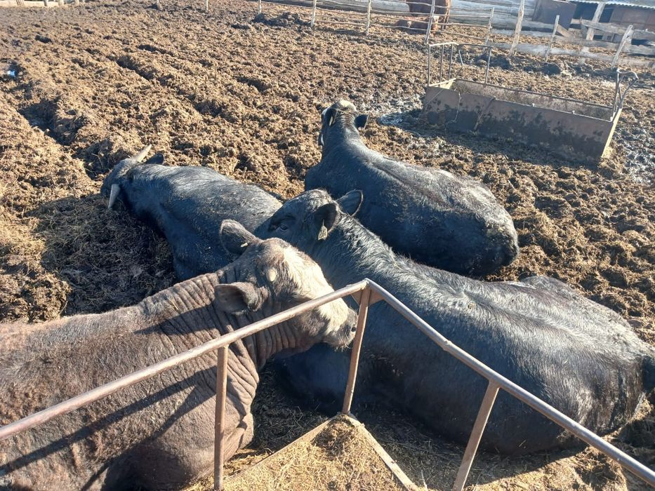 Продам быков ангусов