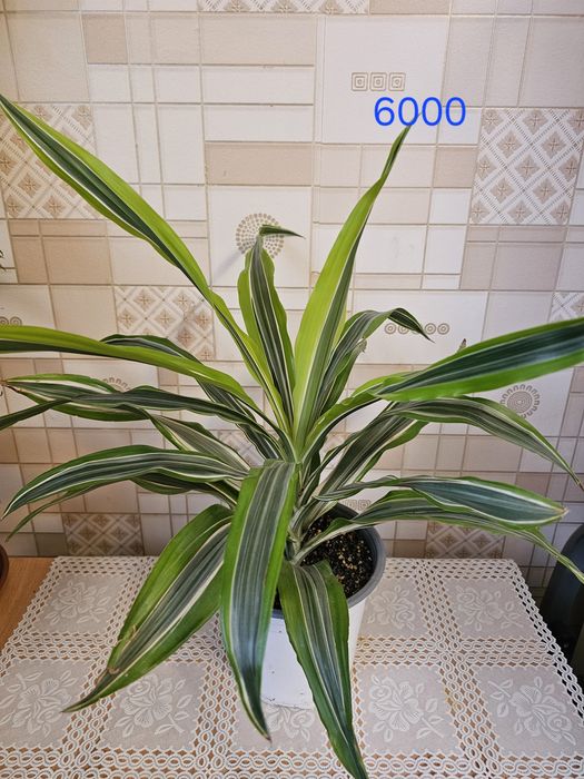 Филодендрон и хойи в наличие