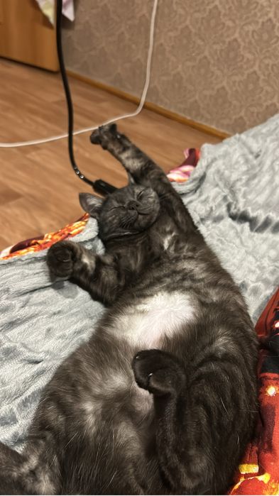 Отдам кошку в добрые руки