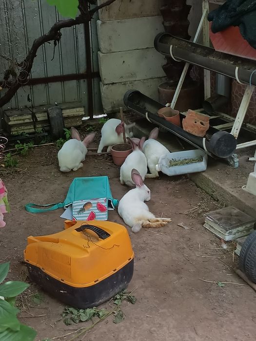Iepuri au vârsta de trei luni de zile