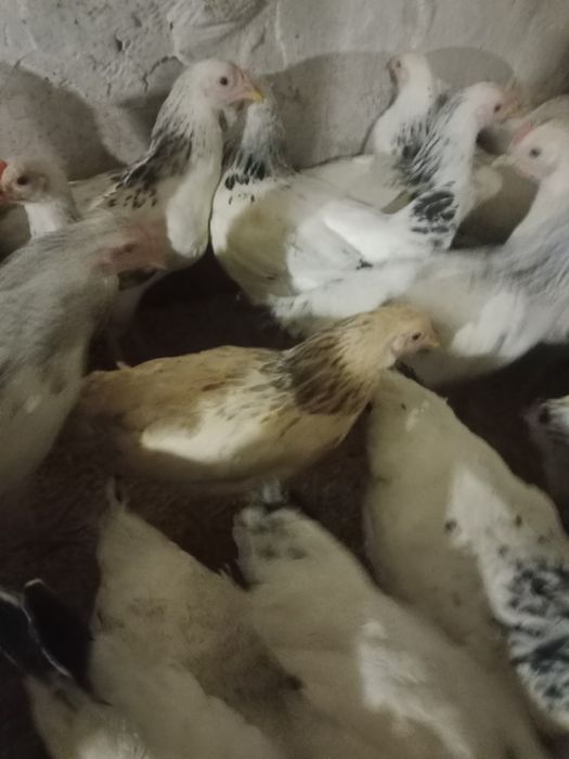 Куры малодка Адлер Серебристый.