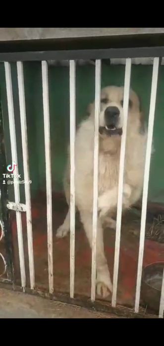 Алабай кавказский