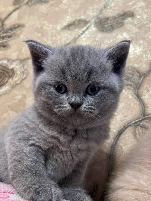 Порода скотиш фолд очень игривые ,лоток ходят кушают сами ,лосковые