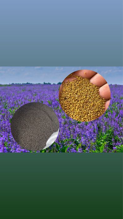 Жоңышқа тұқым. Семена люцерны