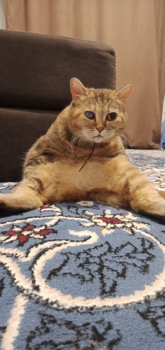 Отдам в хорошие руки