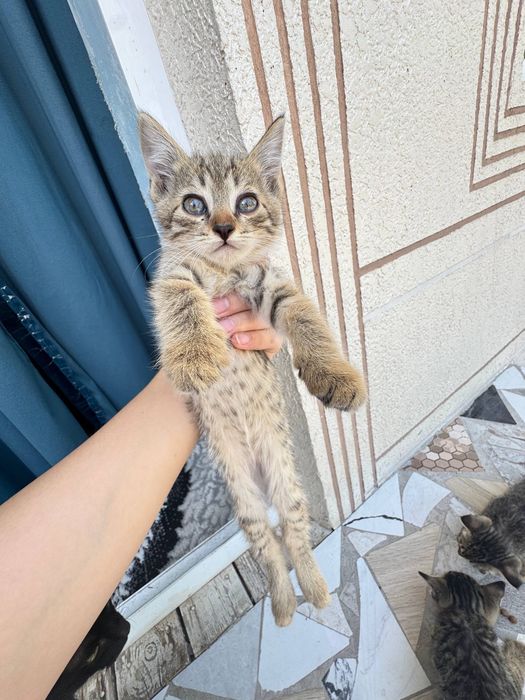Отдам котят в хорошие руки.