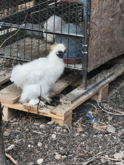 Perechi Pui mătase japoneza vârstă de 4 luni