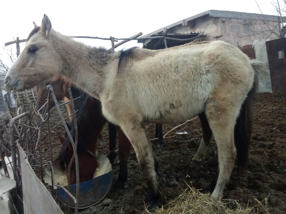 Продам лошадку мальчик