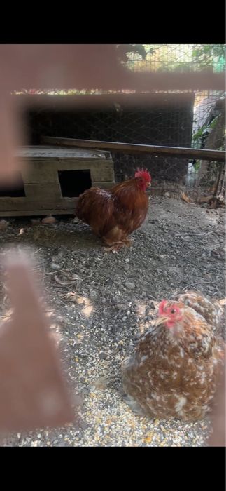 Продам пару карликовых кохинхинов