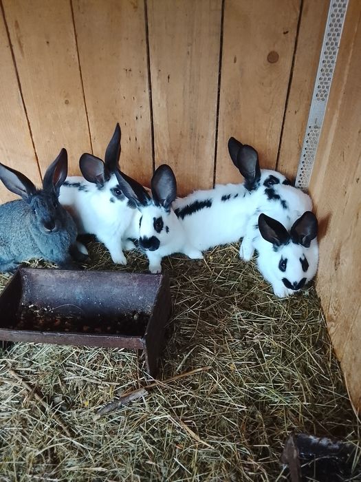 Vând iepuri de doua luni