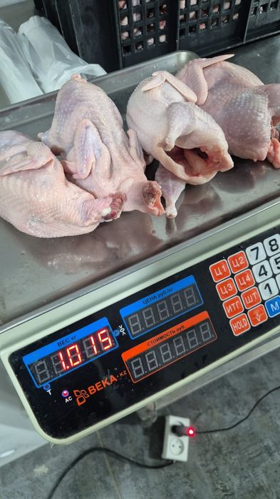 Перепёлка 1500тг 1шт,