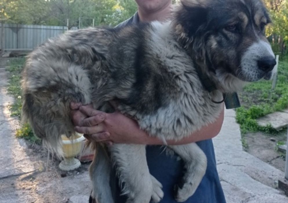 Отдам в добрые руки