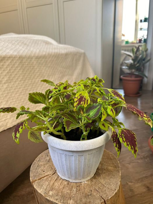 Цветы комнатные в горшках