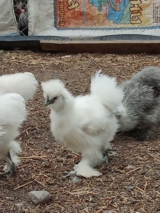 Инкубационные яйца