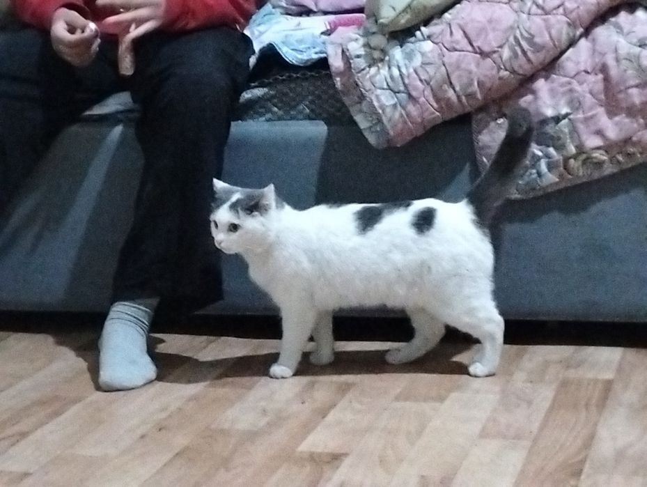 Кошечка ищут дом!