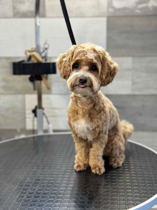 Груминг Pet Barber Варна