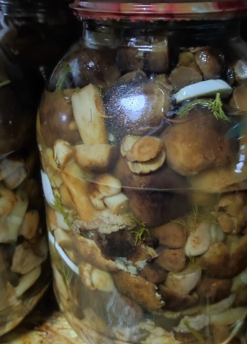 Продам грибы подтополики