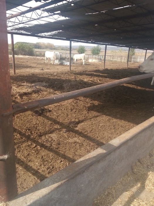 Vand sau Schimb Gunoi de vaci de 4 ani Bio cu certificat EcoCert