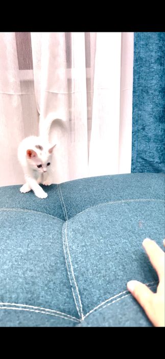 Отдам белого котенка