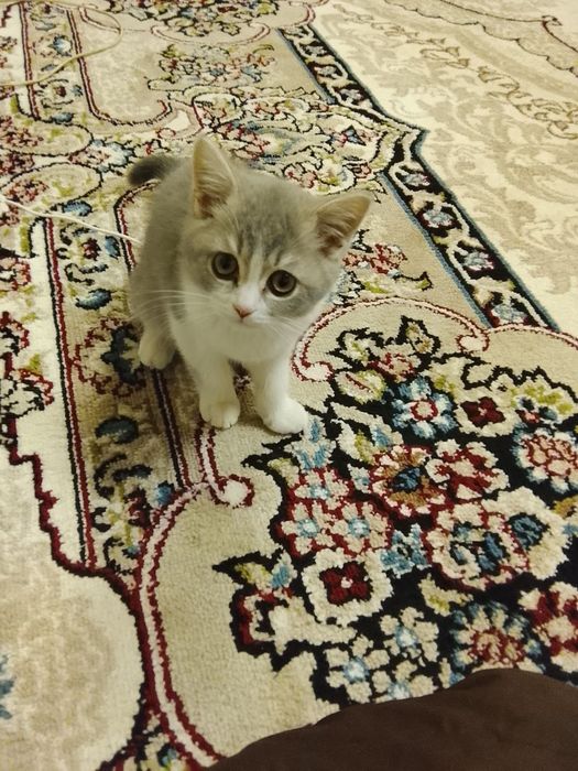 Шотландский кароткашёрстий