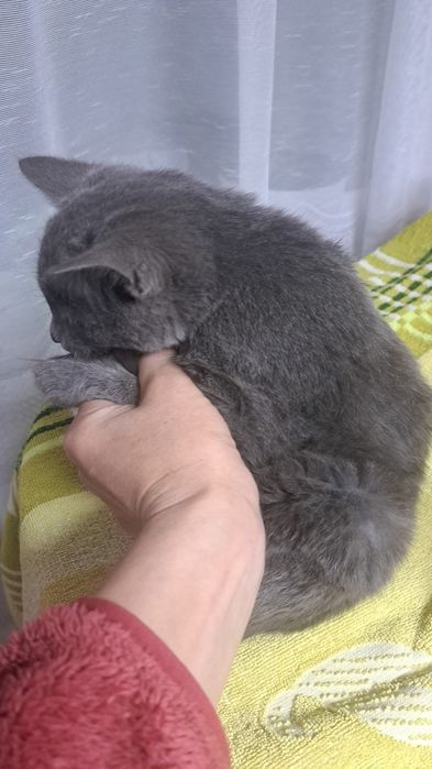 Отдам котят. Есть мальчик и девочка.