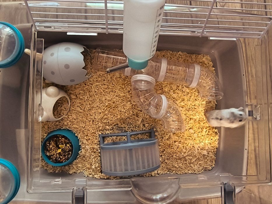 Hamster cu tot cu cușcă.