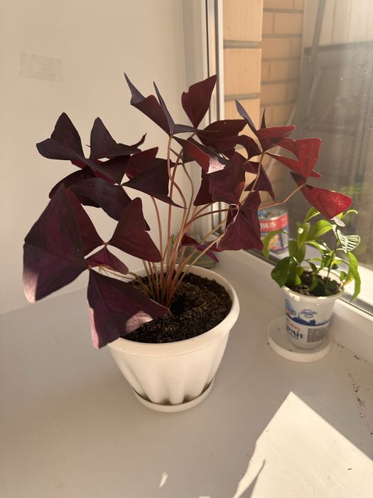 Цветы кислица, бабочки