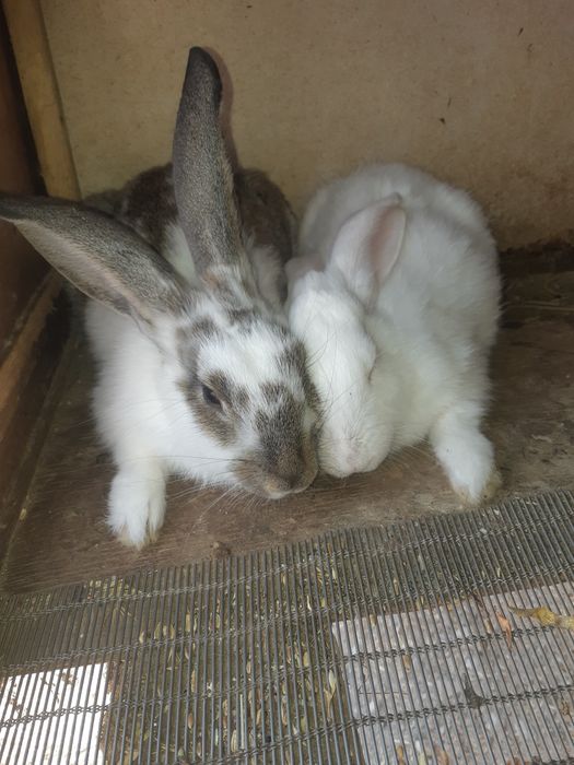 Quyon sotiladi arzon kelishamz