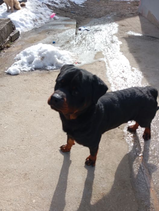 Dau în adopție rotvailerascul