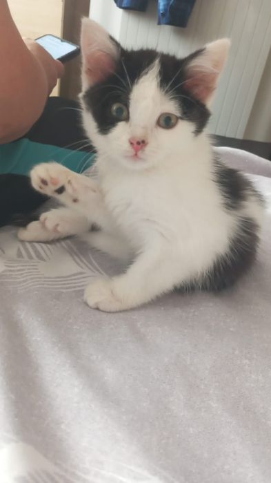 Отдам шикарного котенка в любящие руки