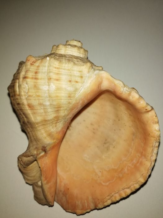 Продам ракушку натуральную