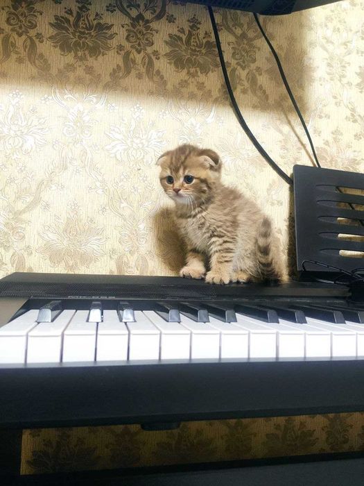 Котят  мушукчалар