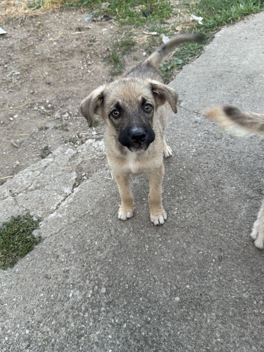 Catelusi pentru adoptie