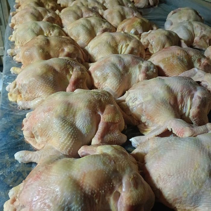 Бройлер домашняя