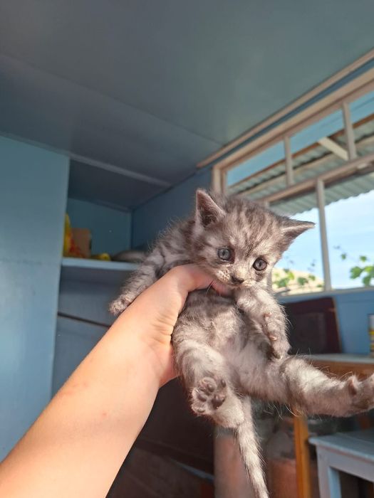 Продам маленьких котят