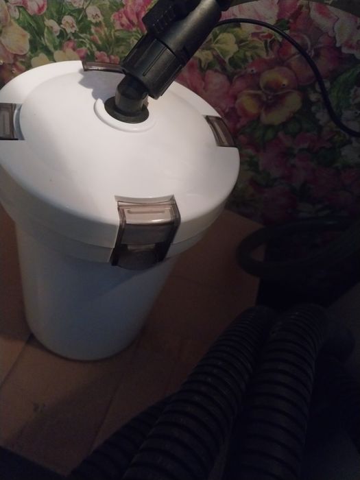 Грифовая черепаха