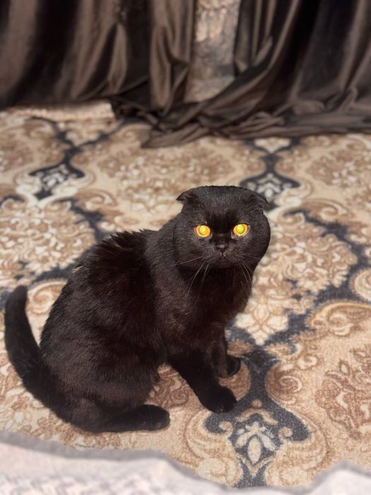 Шотланский вислохухий