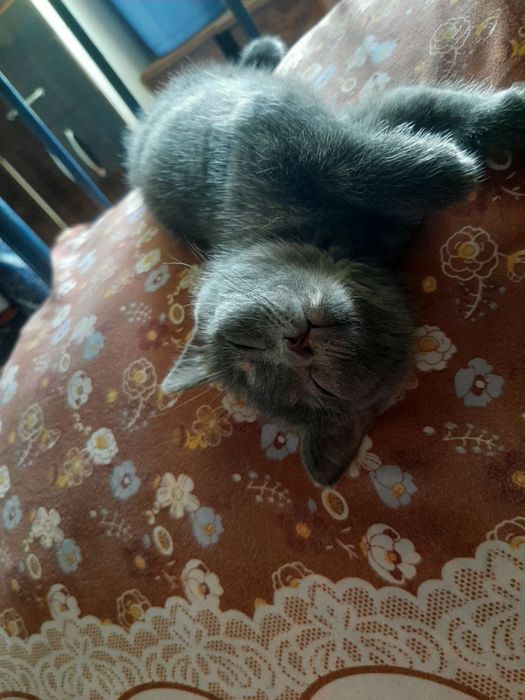 Британская короткошерстная кошка