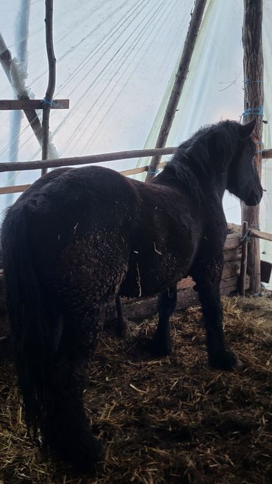 Vând mânz negru greu