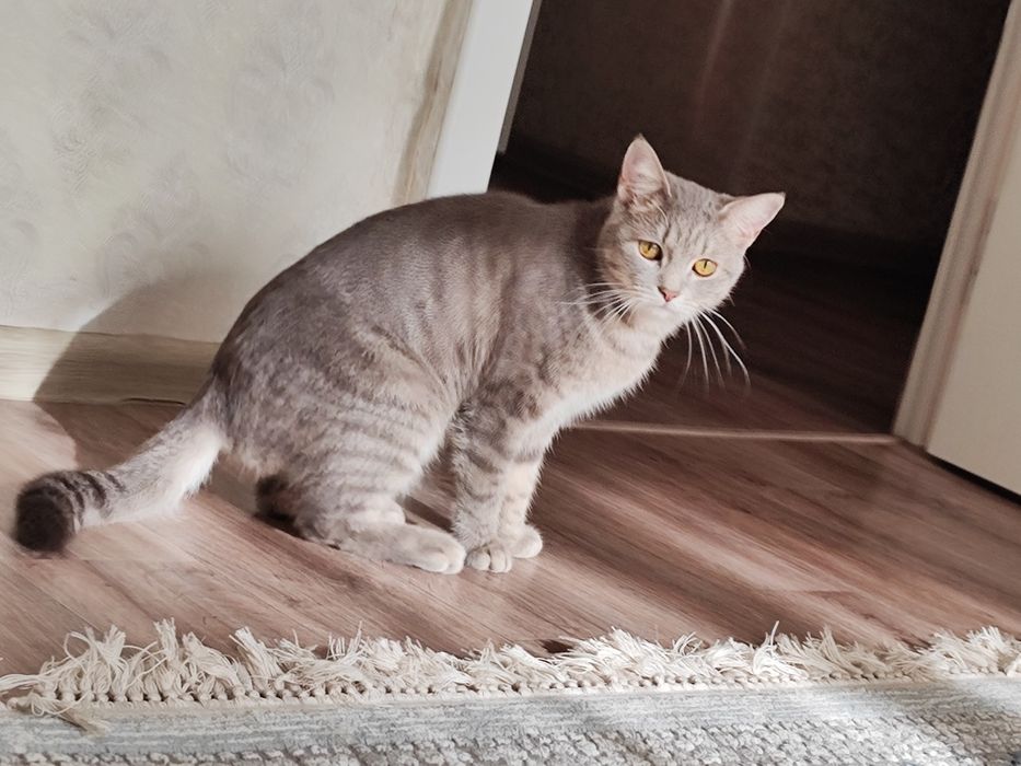 Пропал кот Бобик, с 9 мкр-10 дом