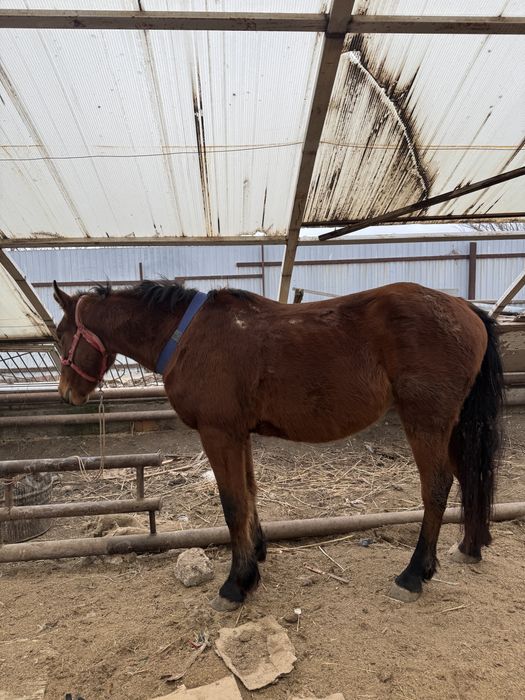 4 жасар дөнен Айғыр сатылады