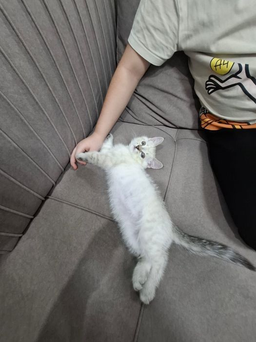 Продаю котенка сиамский