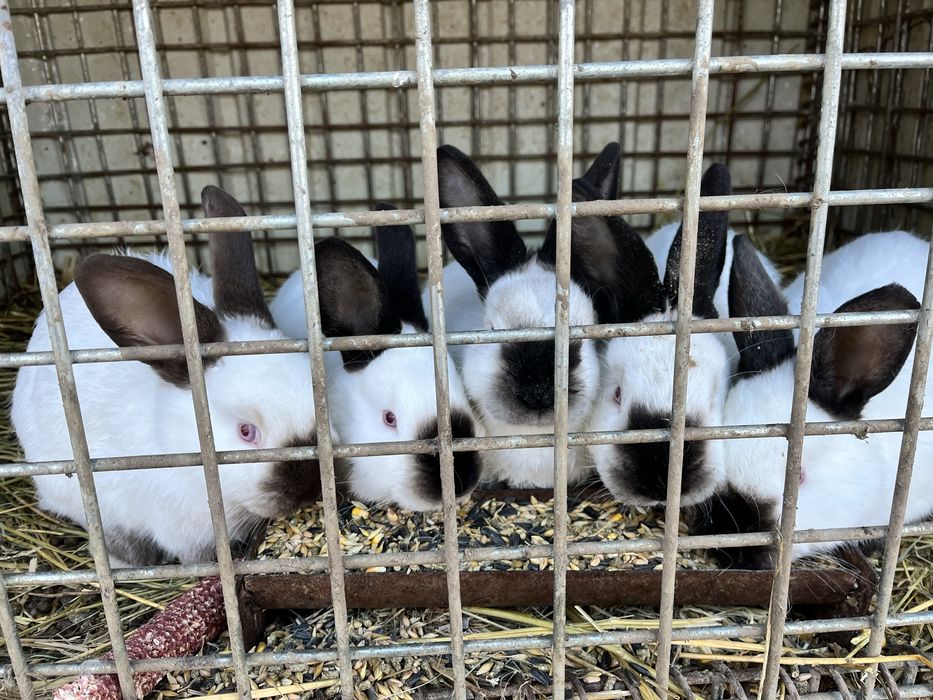 Vand iepuri californieni