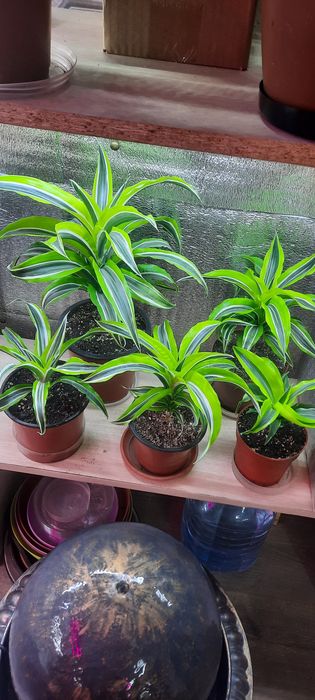 .фикусы юкка шефлера