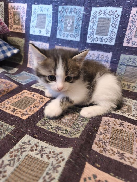 В добрые руки котята